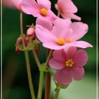 Begonia Socotrana