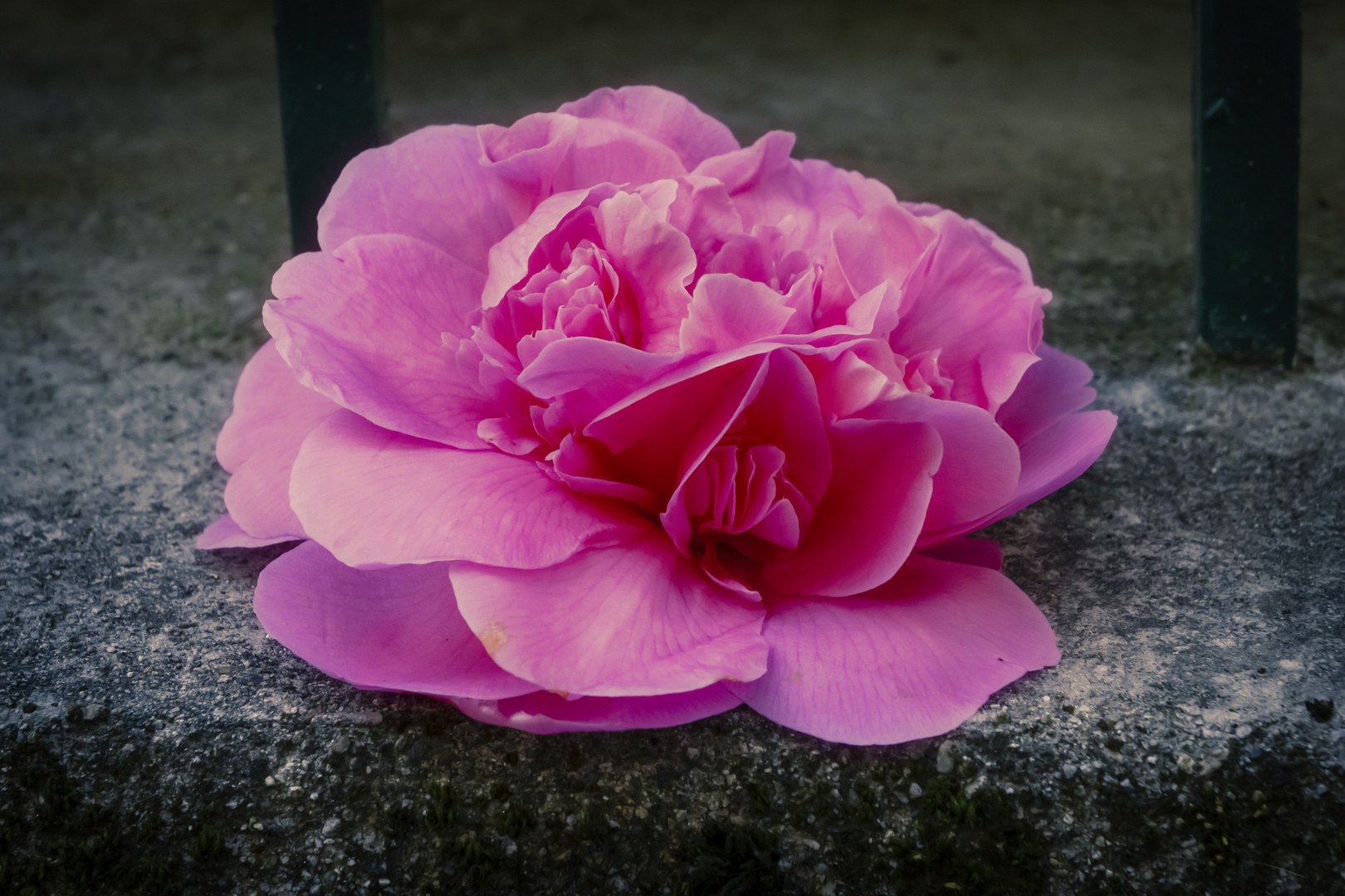 Begonia sul muro