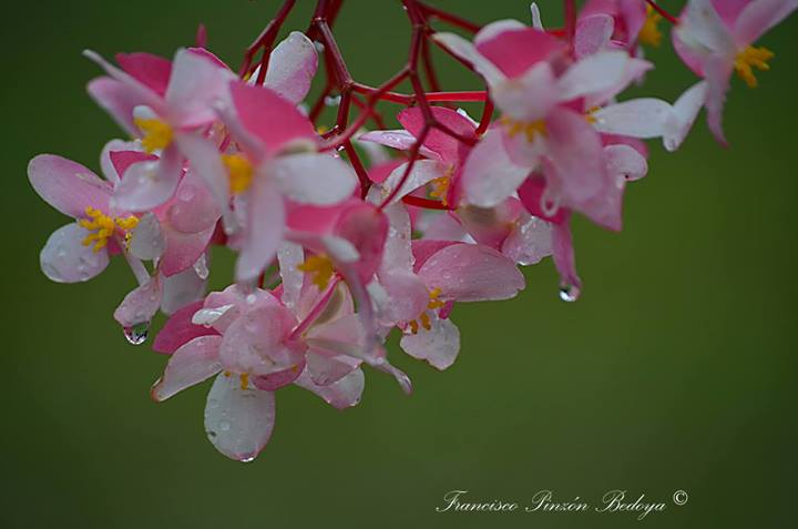 Begonia y gotas