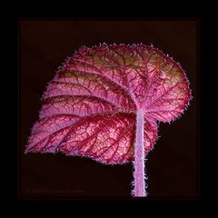 Begoniaceae (begonia rex) / die Blattunterseite !