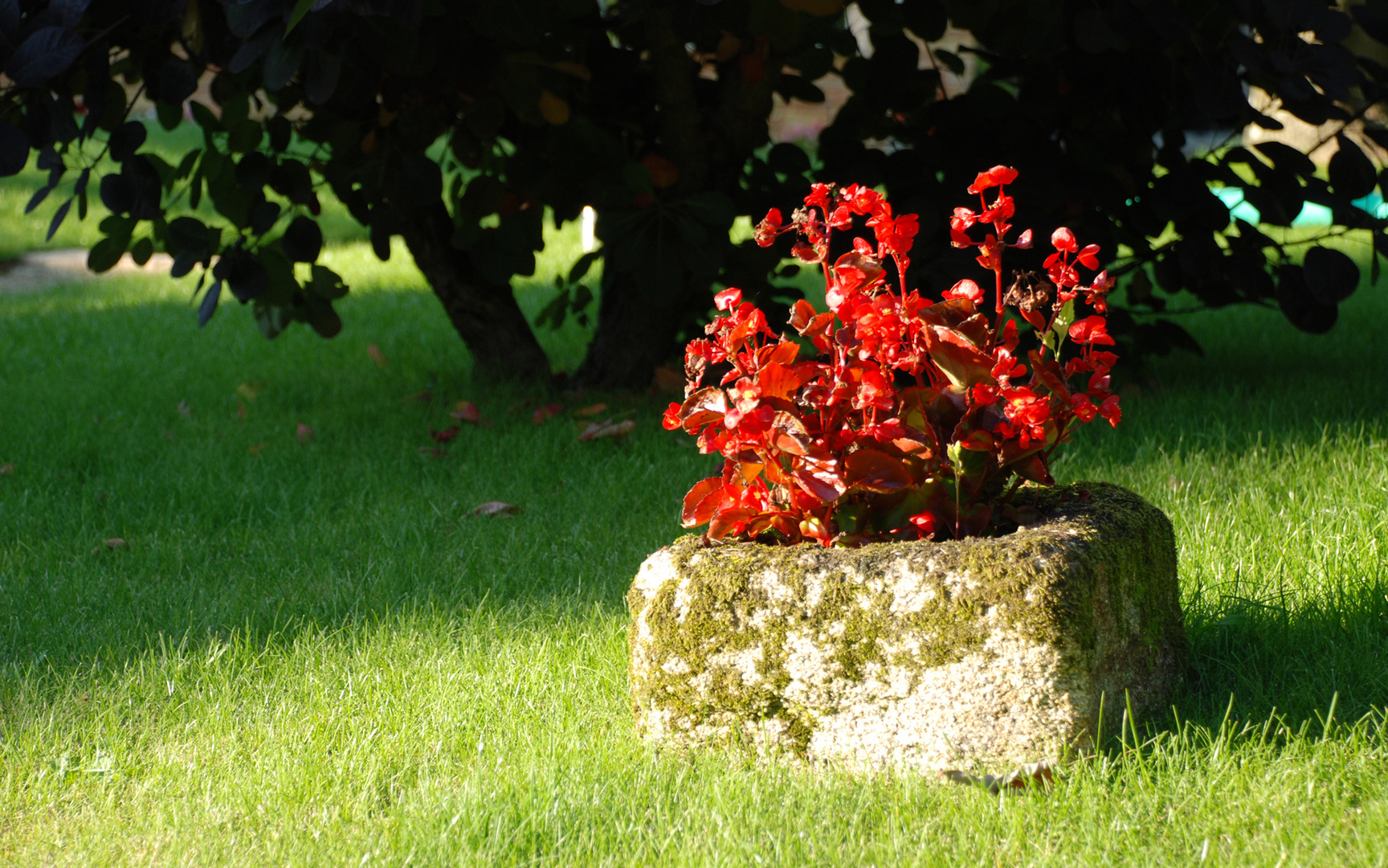 bégonias