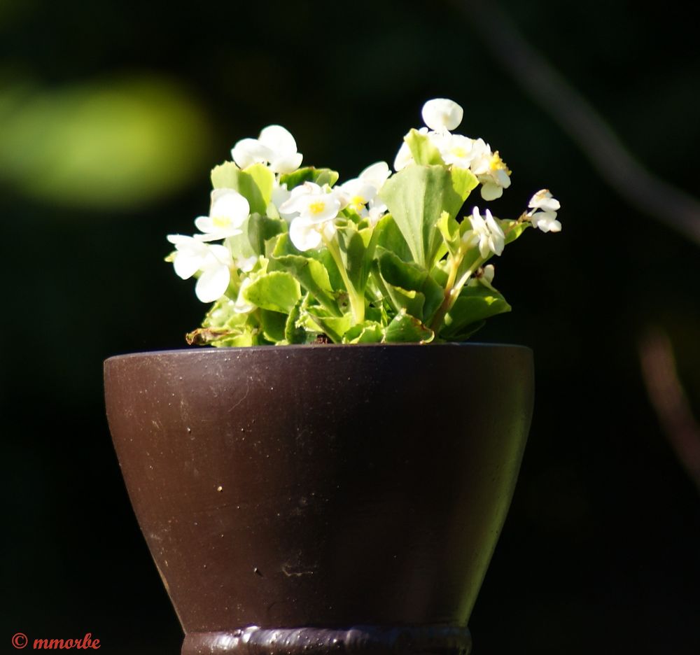 Bégonias