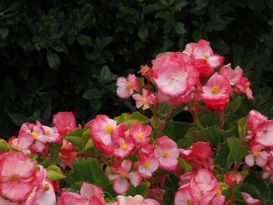 Bégonias dans le jardin