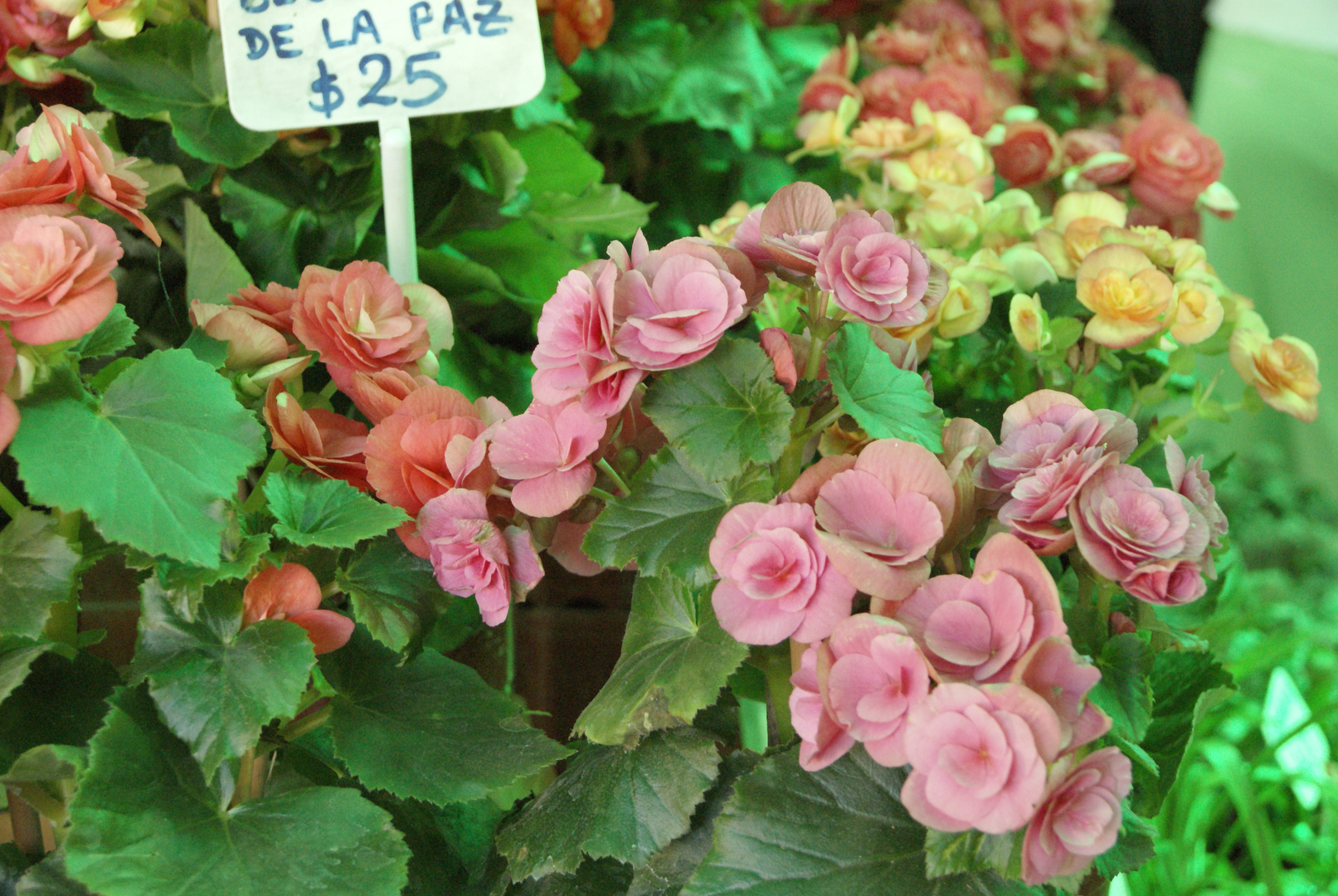 Begonias de la Paz