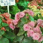 Begonias de la Paz