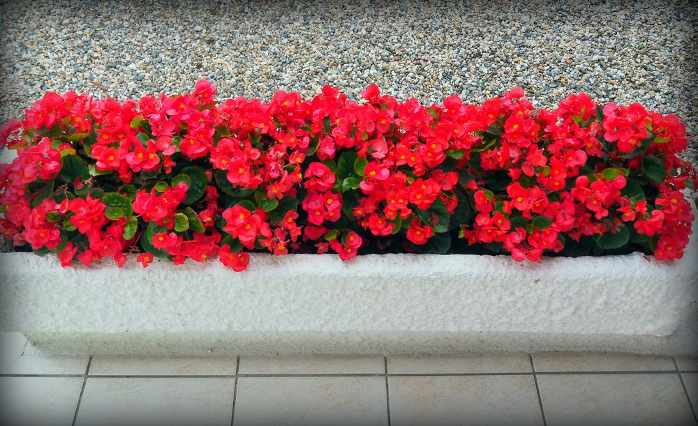 Bégonias sur la terrasse