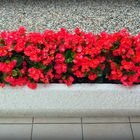 Bégonias sur la terrasse