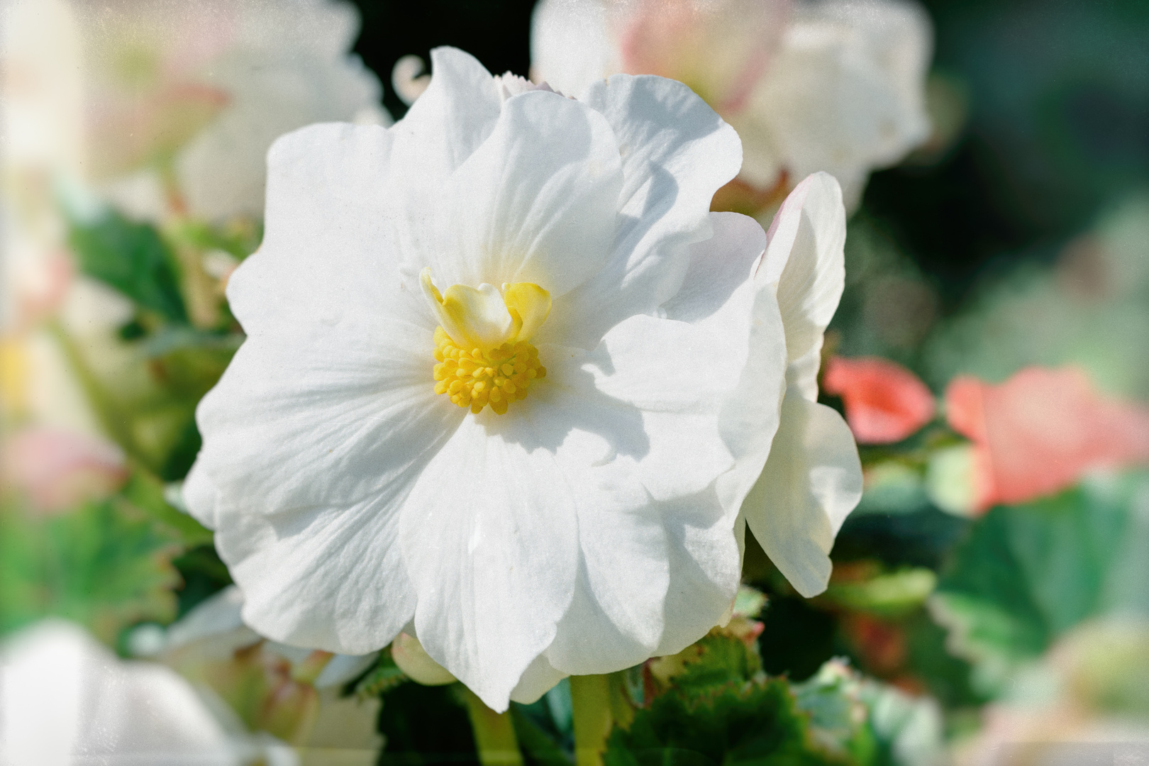 Begonie (Begonia)