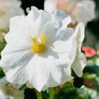 Begonie (Begonia)