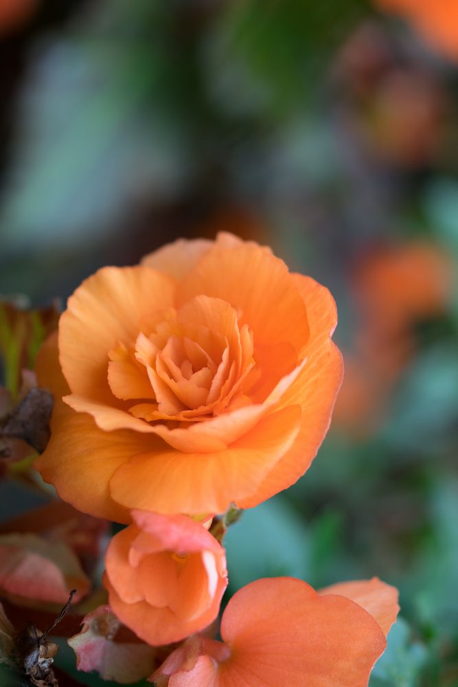 Begonie (Begonia), summer rain