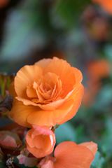 Begonie (Begonia), summer rain