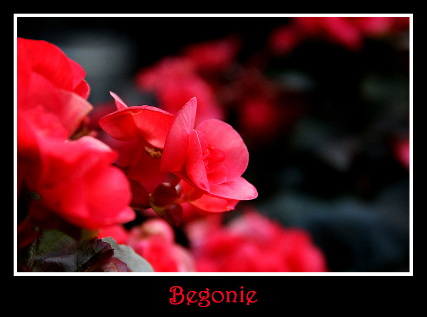 Begonie