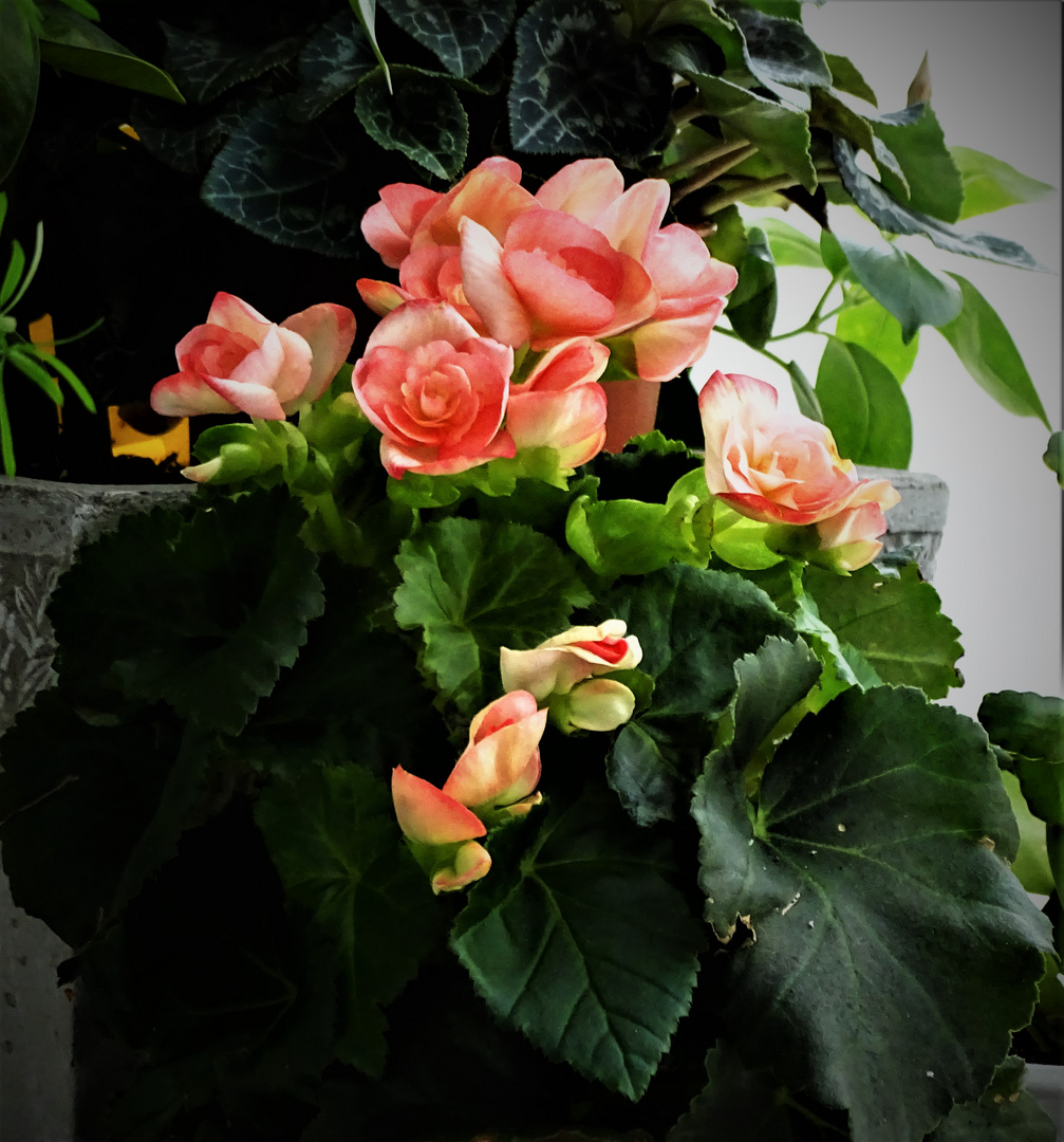 Begonien (Begonia)