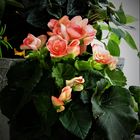 Begonien (Begonia)