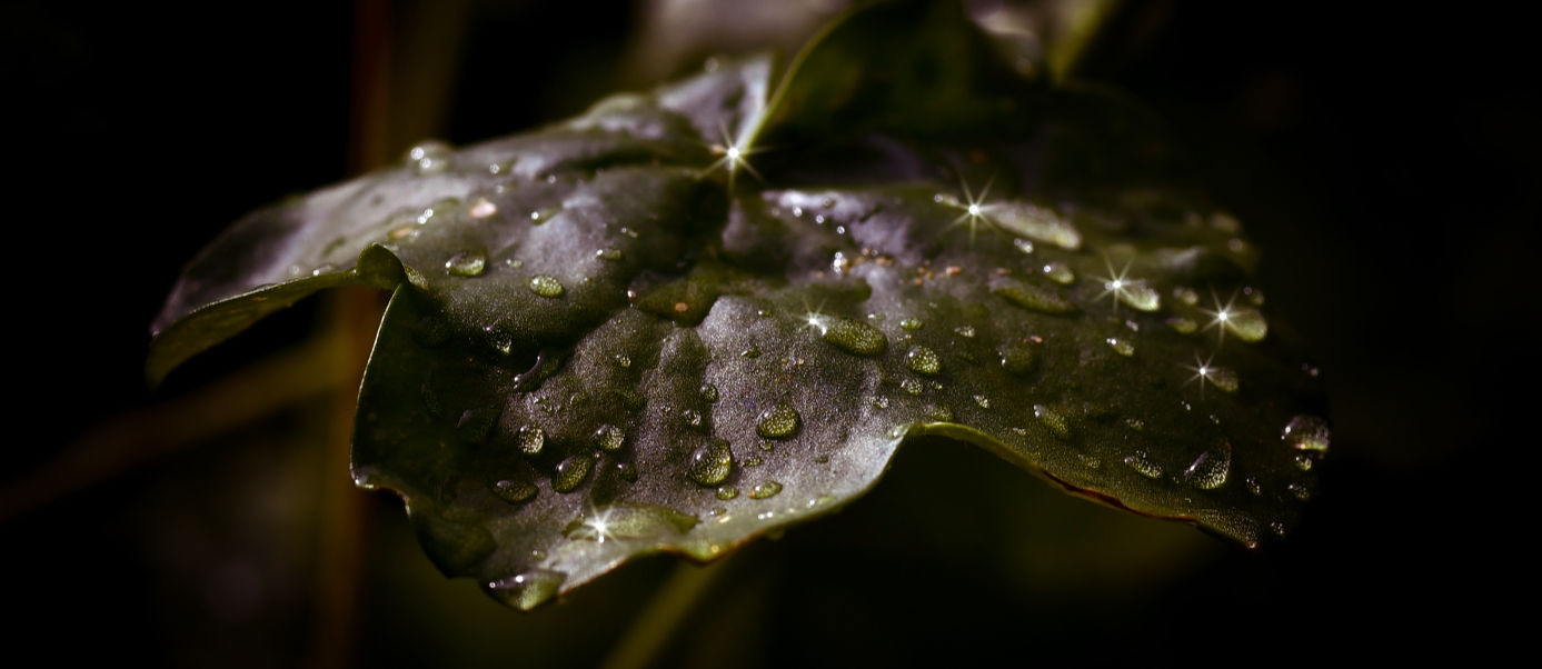 Begonienblatt im Regen !!