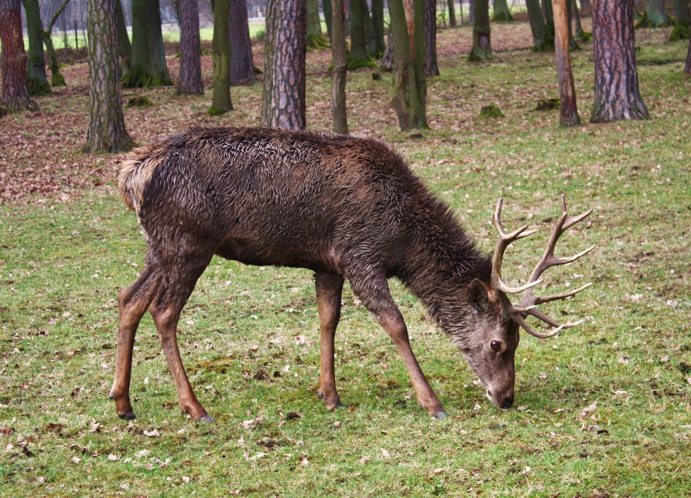 begossener Hirsch...