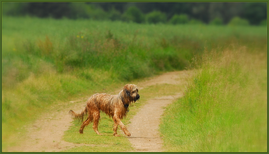 Begossener Pudel im Sommer....