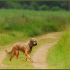 Begossener Pudel im Sommer....