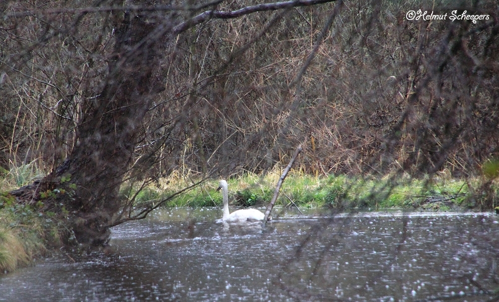 begossener Schwan