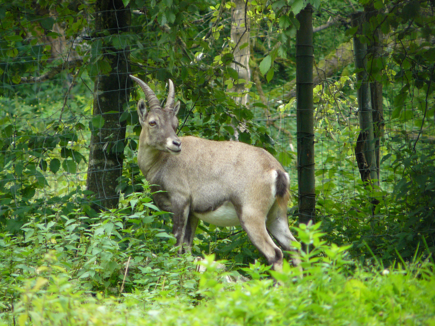 begrenzte Natur