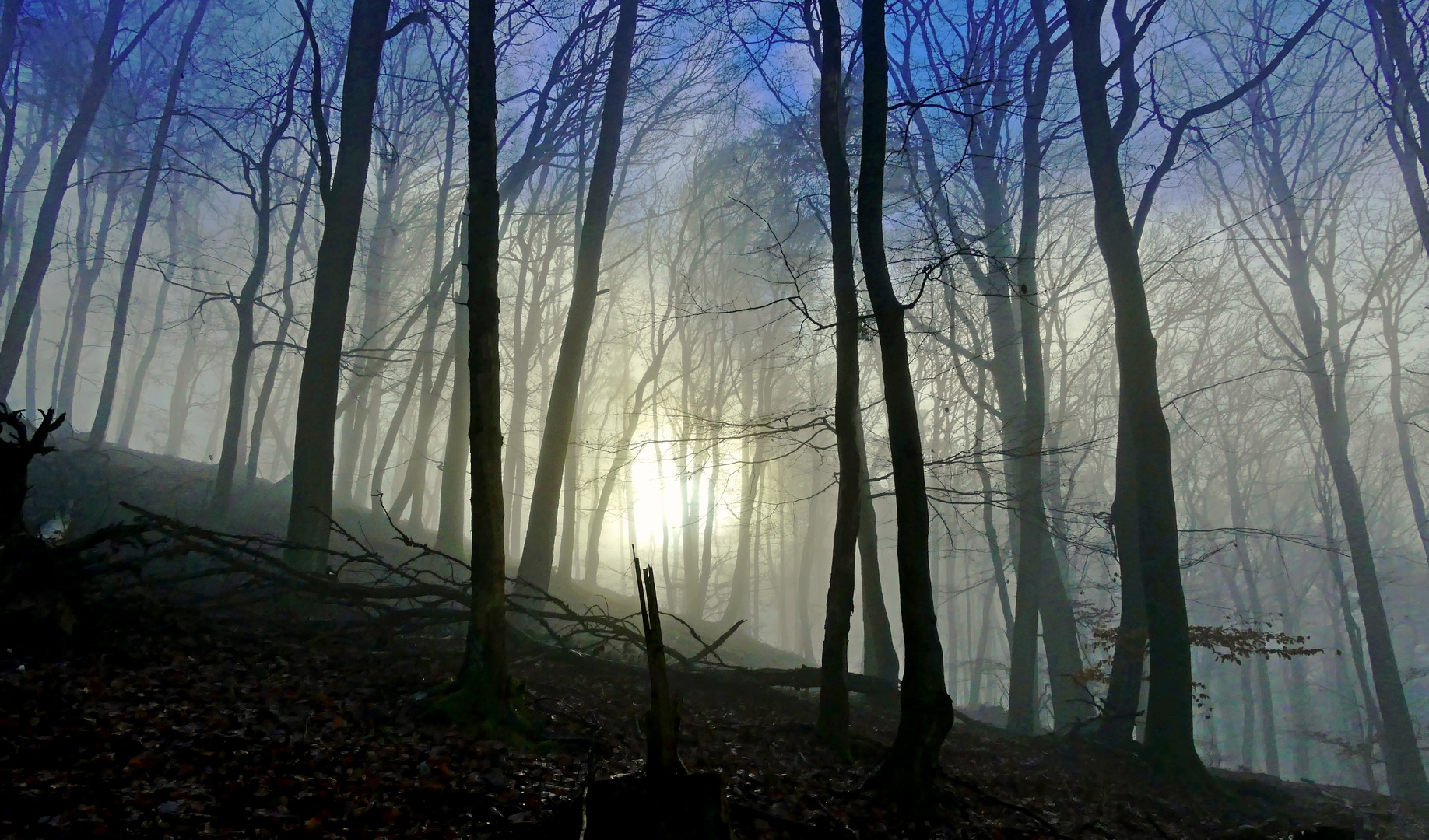 Begrenzte Sicht und am Ende des Waldes das Leuchten der Sonne