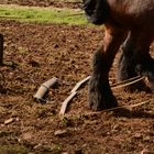 Begriff gesucht. Querholz bei Zugtieren