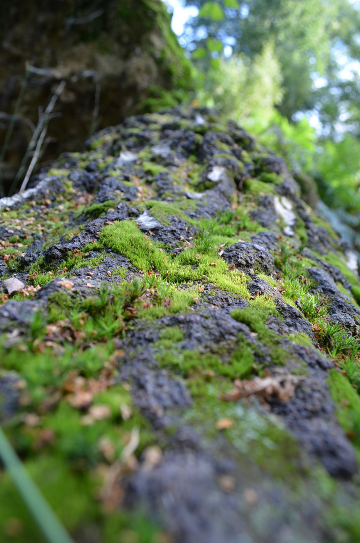 begrünter Baum