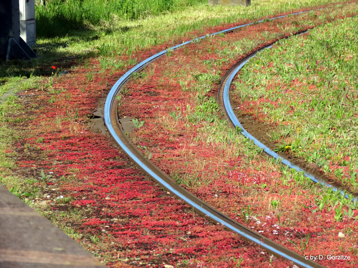 Begrünung einer Tram-Trasse !