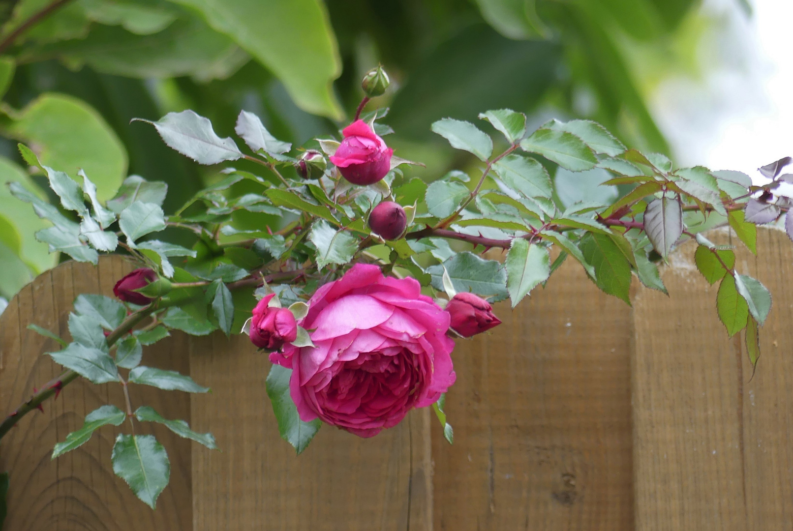 Begrüßung am Gartenzaun