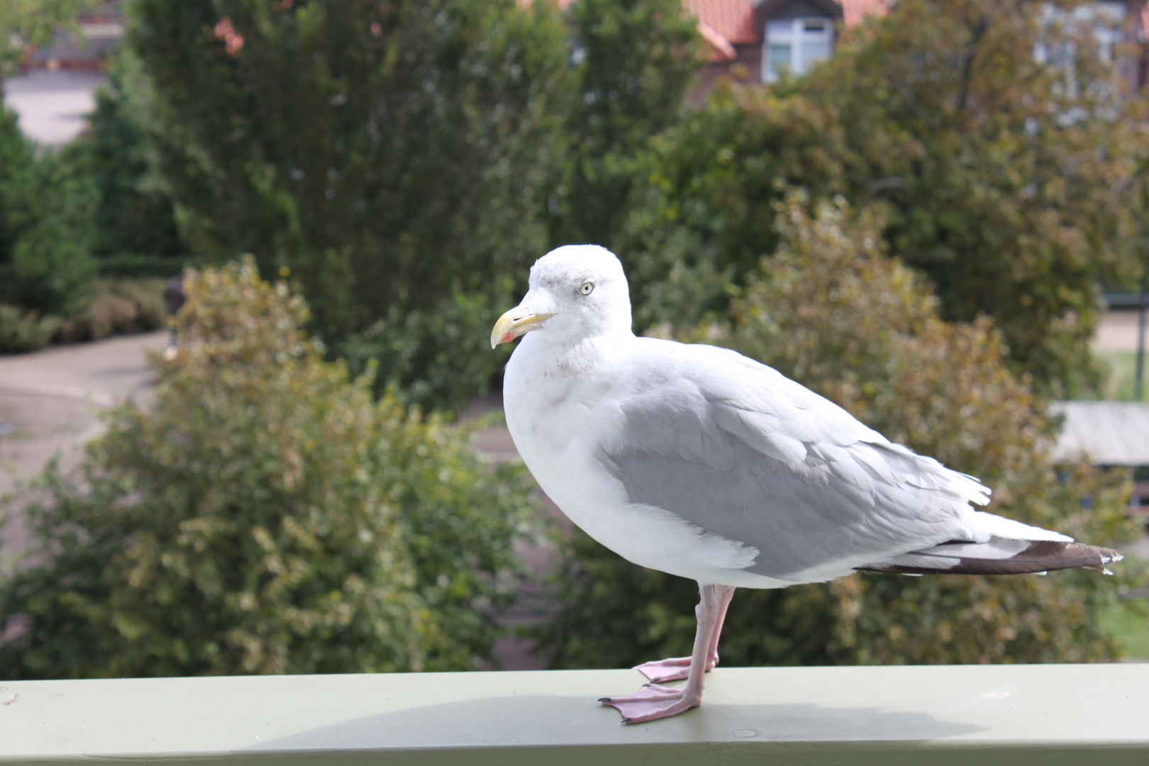 Begrüßung auf Borkum