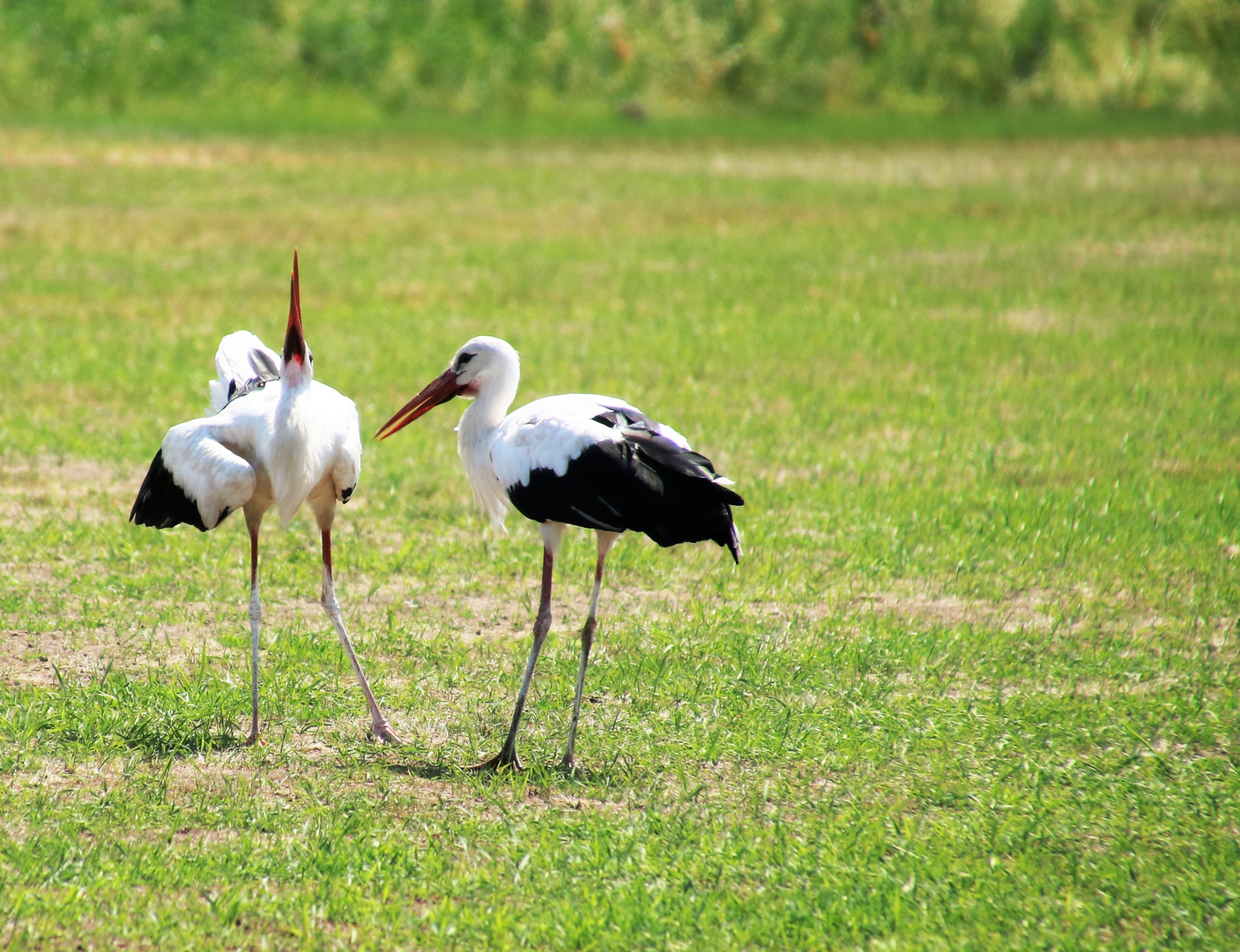 Begrüssung auf dem Feld