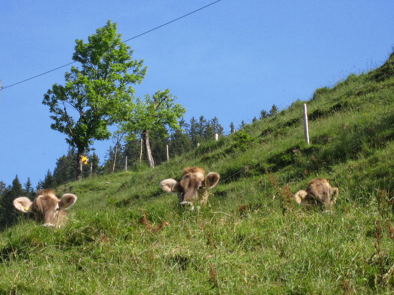 begrüssung auf dem weg zur rigi