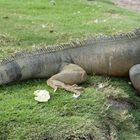 Begrüßung auf Galapagos