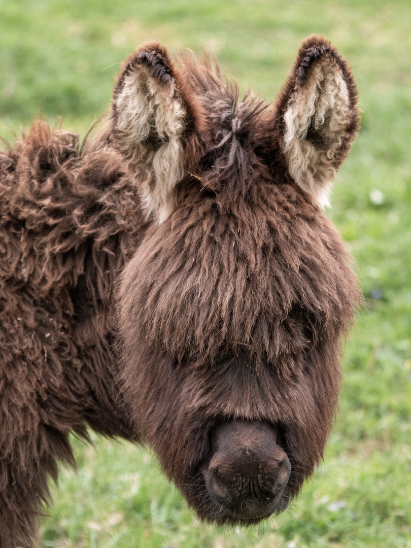 Begrüssung der Hoftiere am Morgen 6