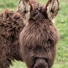 Begrüssung der Hoftiere am Morgen 6