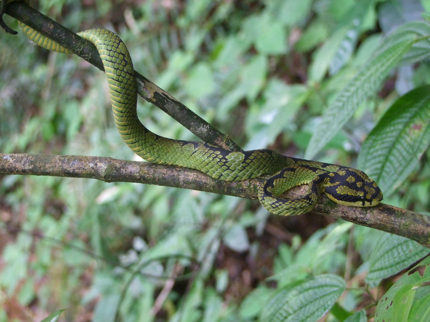 Begrüßung im Sinharaja Rainforest/Sri Lanka 2011