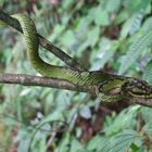 Begrüßung im Sinharaja Rainforest/Sri Lanka 2011