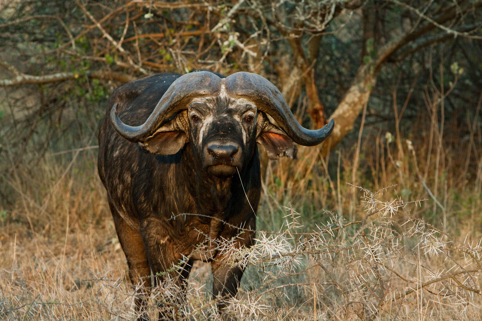 Begrüßung in der Serengeti