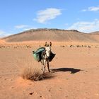 Begrüßung in der Wüstenregion bei Tafraout Hassi Fougeni