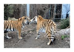 Begrüßung unter Tigern