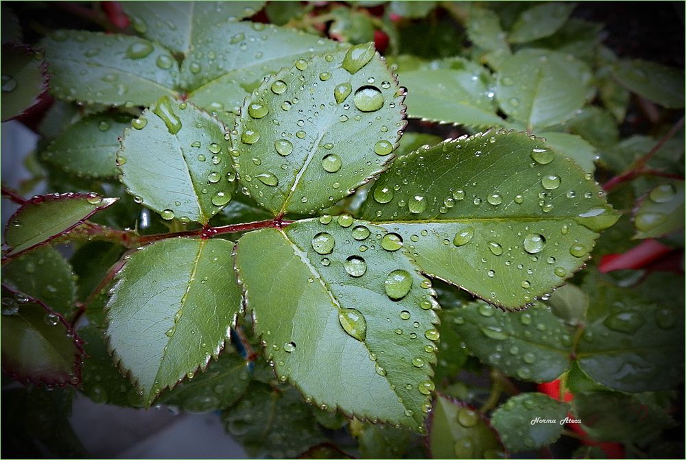 Begrüßung vom Regen 29.04.20