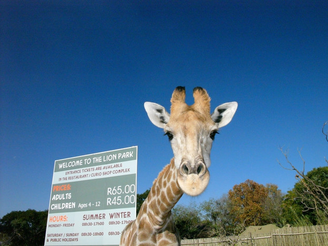 Begrüßungs-Giraffe