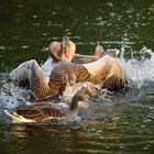 Begrüßungskuss ? Freund oder Feind ?