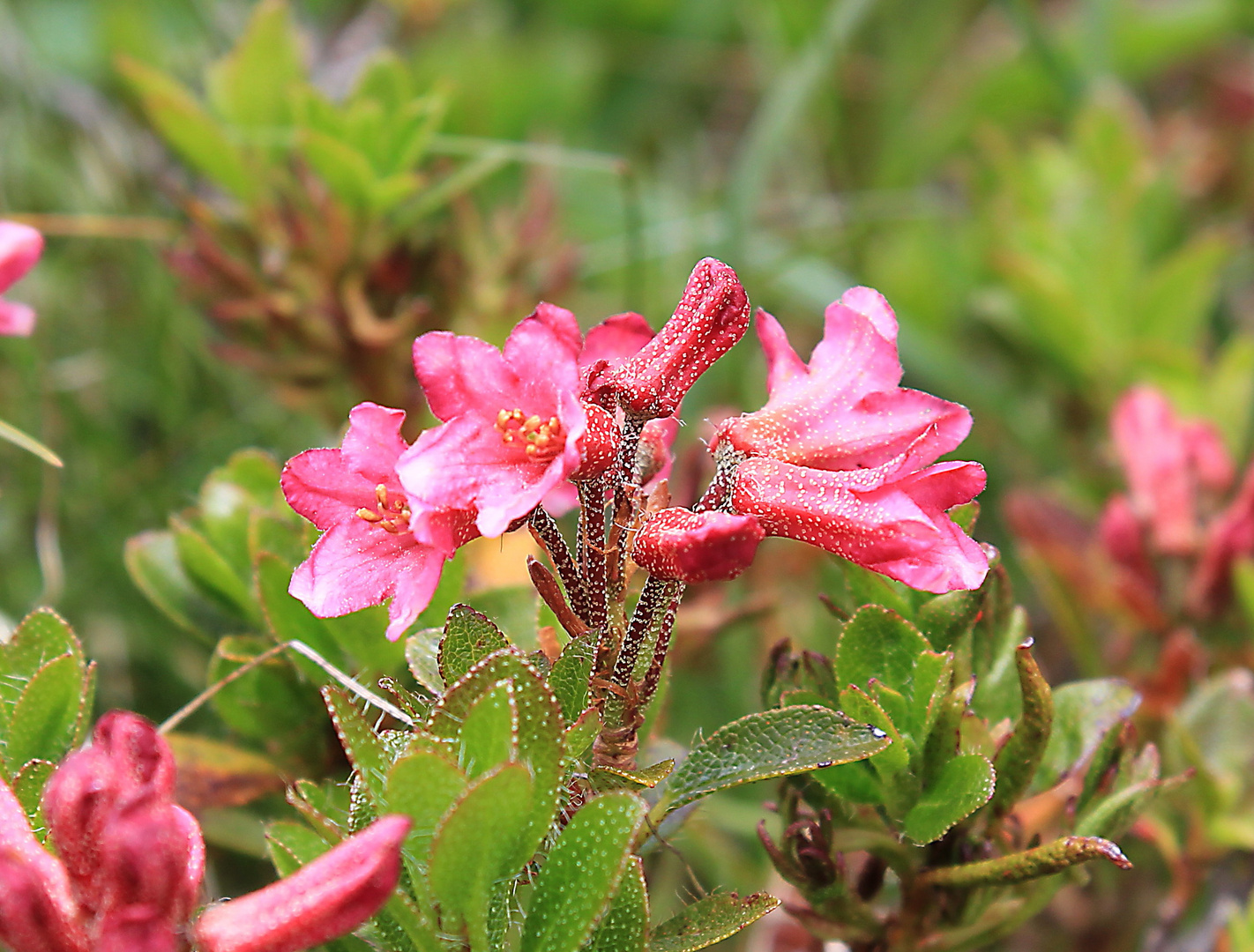 Behaarte Alpenrose