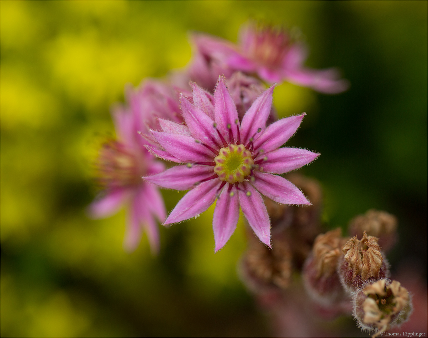 Behaarte Fetthenne (Sedum villosum) .