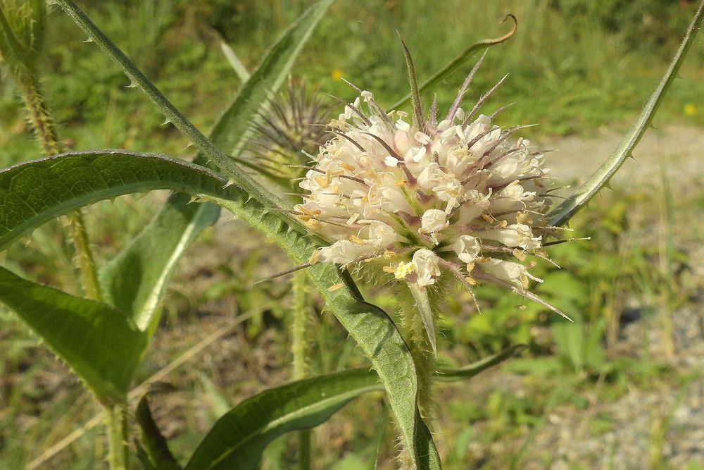 Behaarte-Karde-(Dipsacus-pilosus)