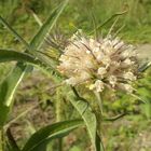 Behaarte-Karde-(Dipsacus-pilosus)