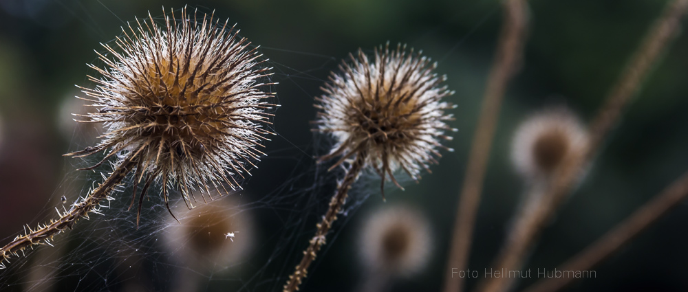 BEHAARTE KARDEN  ( Dipsacus pilosus)