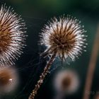 BEHAARTE KARDEN  ( Dipsacus pilosus)