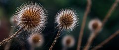 BEHAARTE KARDEN  ( Dipsacus pilosus)